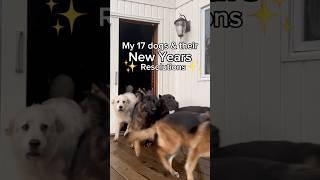 What are your New Years resolutions? #dogsofyoutube ￼