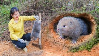 Dig Wild Mouse In Hole Go To Sell - Make Chicken Coop To Raise Chicks | My Bushcraft / Nhất