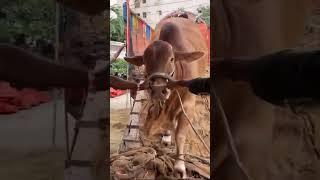 Unloading Tiger heavy weight bull qurbane cow