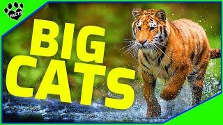 Top 7 Majestic Big Cats: The Largest Feline Predators on Earth