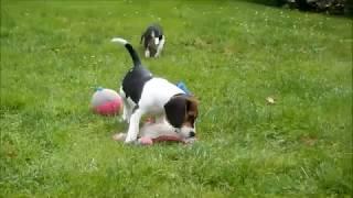 Beagle pups te koop -  Elevage Beagle