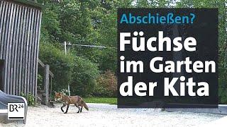 Der Fuchs ist los: Kita-Kinder müssen drinnen bleiben | Abendschau | BR24