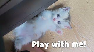 a Very Efficient Way to Play with a Kitten!