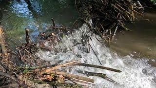 “BEAVERS COVERT OPERATION” Beaver Dam Removal In The Shadows