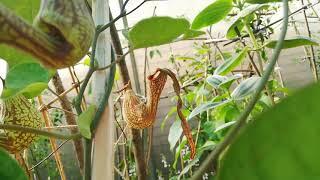 Аристолохия sp/ Арістолохія sp/ Aristolochia sp