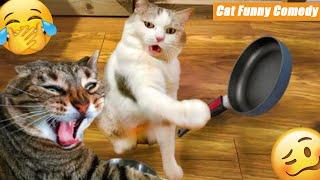 Hilarious Cat Antics That Will Make You LOL!  Daily FUNNY memes Part 20