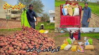 Potato harvest | Aloo ki Fasal Bohat acha nikli Alhumdullah