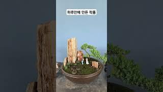 탑석  석부작 수강받아보세요 #바위솔 #용설