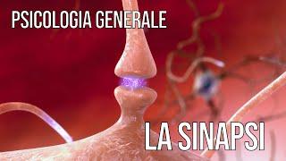 Psicologia Generale (PF24) - La sinapsi