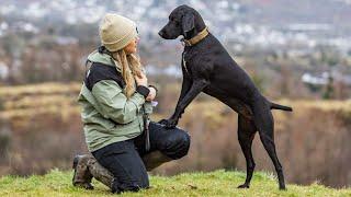 Dog banned from competing at Crufts after tail amputation from wagging it too hard | SWNS