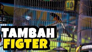 CARA LAIN MENINGKATKAN FIGTER MURAI BATU‼️supaya burung bongkar dan ngotot