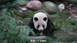 成都周边4个熊猫基地，到底去看哪个__一次性讲清楚！4 panda bases around Chengdu