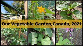 Our Vegetable Garden, Canada, 2021# Bd gardening and cooking in Canada#Garden update