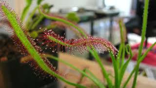 Carnivorous Plant Time Lapse Cape Sundew (Drosera Capensis) eating a Fruit Fly