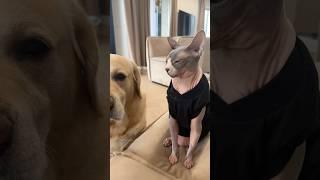 Кот точно уважает собаку