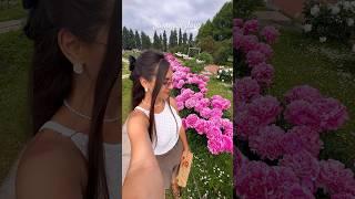 Пионовый рай #красивоевидео#пионы#лето2024#flowers#beautiful