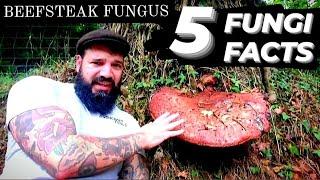 Beefsteak Fungus | Fungi Facts (S1 Episode 1)