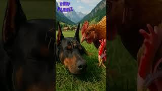  The Doberman’s reaction — a moment you won’t forget!