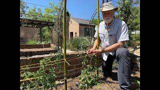 How to Florida Weave Tomatoes