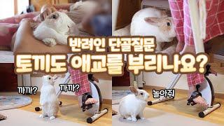 Can Rabbits Act Cute Like Dogs? Life With A Sticky Rabbit!