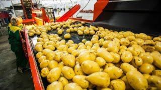 CRAZY FOOD PROCESSING MACHINES  | POTATO INSIDE THE FACTORY