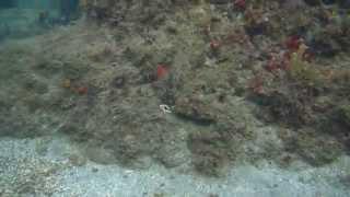 Amazing octopus camoflage