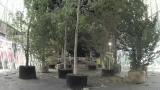 "bosco in corso" in una notte