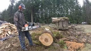 Stihl ms462 c-mr 28" Sword & 8 Tooth Sprocket vs. Broadleaf Maple