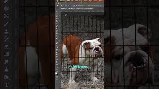 Photoshop Magic: Watch How I Remove a Fence in Seconds! 🪜 #shorts