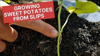 Sweet Potatoes Are Grown From Slips NOT Seeds