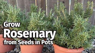 How to Grow Rosemary from Seed in Pots | Easy Planting Guide