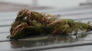 FoVL Lake Treatment of Eurasian Milfoil