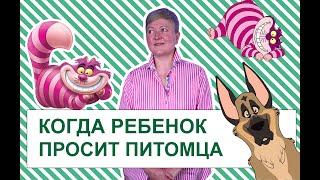 Что делать, если ребенок просит питомца?