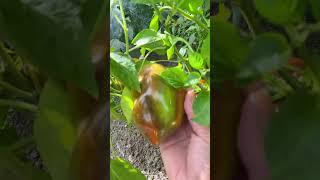 ORGANIC RED PAPRIKA 🫑 #viral #shorts  #satisfying