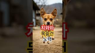 치와와의 갑작스러운 죽음 뒤에 숨겨진 진실은?