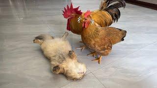 The rooster and hen thought the cat was dead and were very sad! Funny cats.Cute and interesting pet