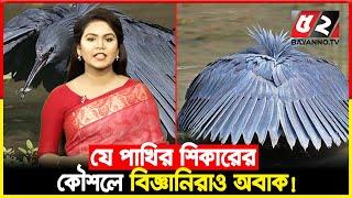 শিকারের বুদ্ধিতে মানুষের চেয়ে এগিয়ে যে পাখি | Bayanno TV