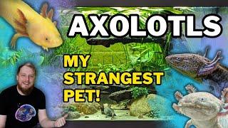 AXOLOTLS! (All Beginner Questions Answered!) Tank setup, Feeding, Tankmates and more.