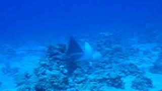 Eagle Ray