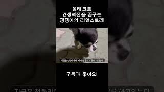 청량리에서 견생역전을 꿈꾸는 재개발 몸테크 강아지 #1 shorts