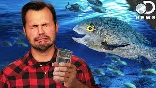 Why Fish Can Drink Salt Water And We Can’t