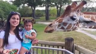 Смешные дети и животные в зоопарке - попробуй не засмеяться.