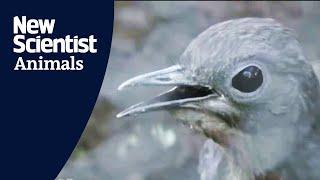 Lyrebird mimics construction sounds