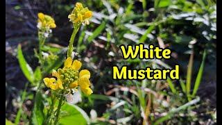 White Mustard - A Must Eat Wild (or cultivated) Edible