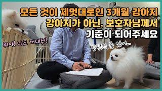 모든 것이 제멋대로인 3개월 강아지, 강아지가 아닌 보호자님의 기준에 맞춰 키우세요! | 포메라니안 단비