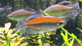 17 Jenis Ikan hias Tetra tercantik untuk aquarium