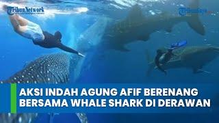 Aksi Indah Agung Afif Berenang Bersama Whale Shark di Derawan