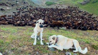 SARSILMAZ ÖLÜMLE BURUN BURUNA - EŞEKTEN DÜŞME VAKIASI