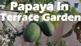 Growing Papaya in a Container - Terrace Garden