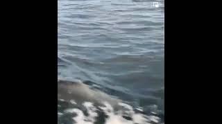 Dolphin Show Khasab